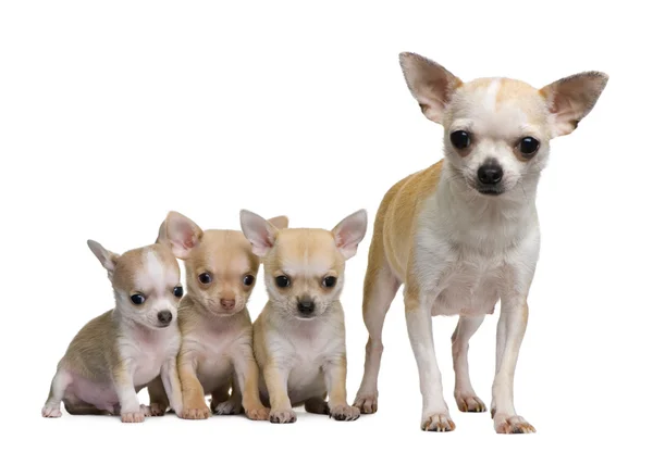 Chihuahua anne ve 3 onu kukla, 8 hafta yaşlı, beyaz arka plan — Stok fotoğraf