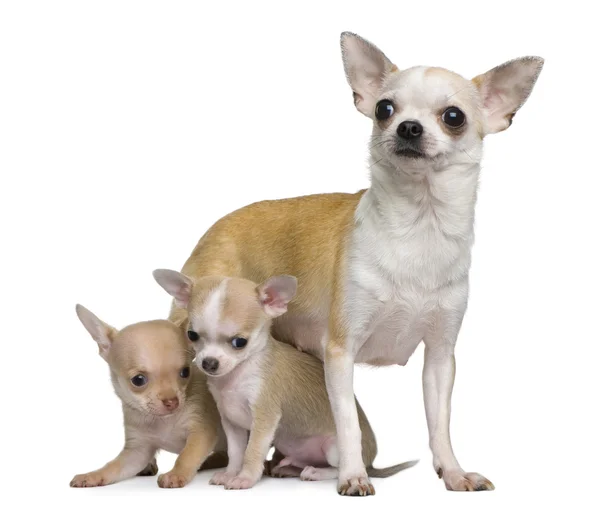 Chihuahua mor och hennes 2 valpar 8 veckor gammal, framför vit bakgrund — Stockfoto