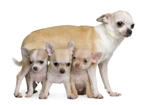 Chihuahua anne ve 3 onu kukla, 8 hafta yaşlı, beyaz arka plan — Stok fotoğraf