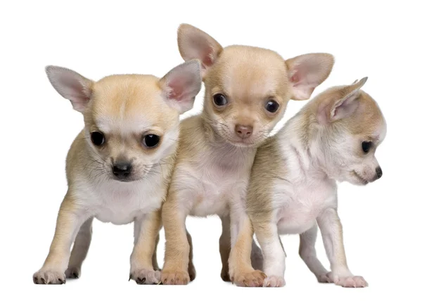 Chihuahua cachorros, 8 semanas de edad, de pie frente al fondo blanco —  Fotos de Stock