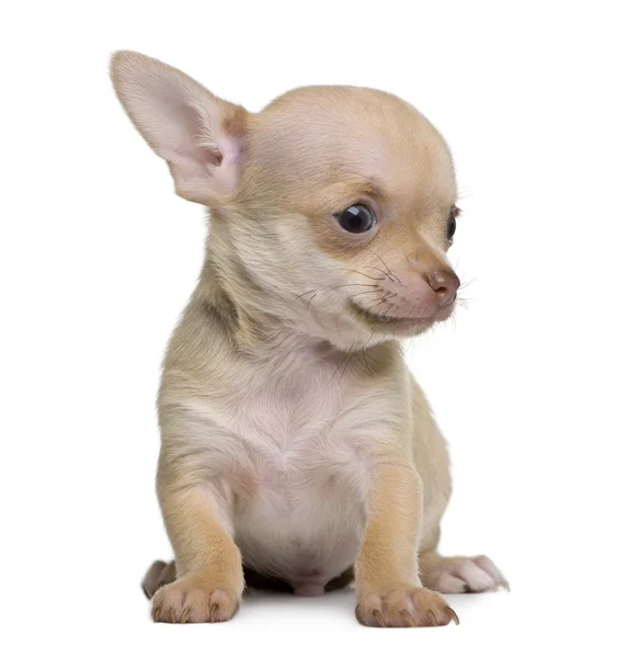 Chihuahua pup, 8 weken oud, zitten in de voorkant van witte achtergrond — Stockfoto