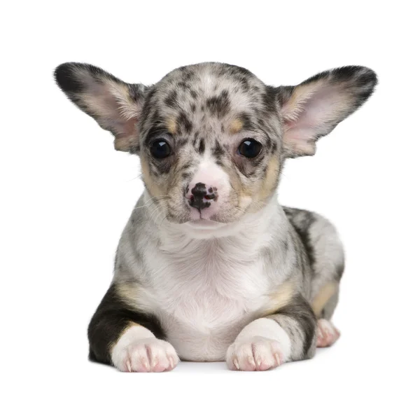 stock image Blue merle Chihuahua Puppy, 8 weeks old, sitting in front of white background