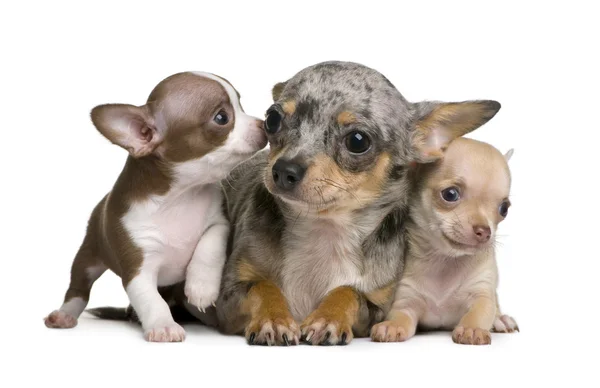 Chihuahua mère et ses 2 chiots, 8 semaines, devant fond blanc — Photo