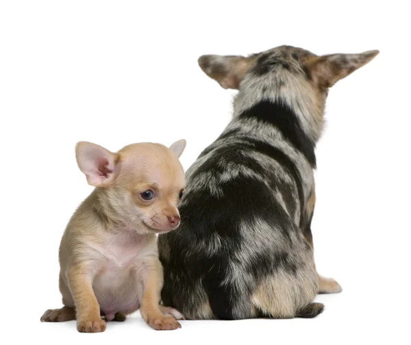 Chihuahua moeder en haar puppy, 8 weken oud, voor witte achtergrond — Stockfoto