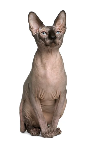 Sphynx cat, 1 year old, sitting in front of white background — Stock Photo, Image