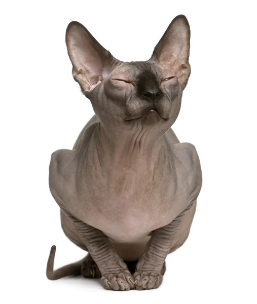 Sphynx cat with eyes closed, 1 year old, sitting in front of whi — Stock Photo, Image
