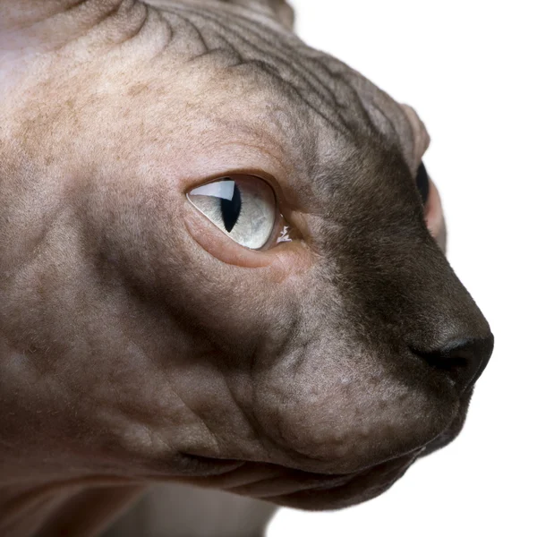 Close-up of Sphynx cat, 1 year old, in front of white background — Stock Photo, Image