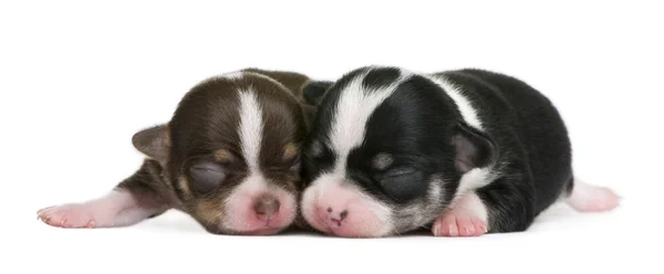 Mother Chihuahua and her puppy, 4 days old, resting in front of white background — Stock Photo, Image