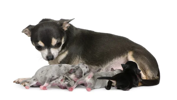 Madre Chihuahua e i suoi cuccioli, 4 giorni, davanti allo sfondo bianco — Foto Stock