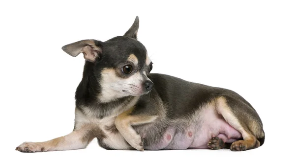 Female Chihuahua sitting in front of white background — Stock Photo, Image