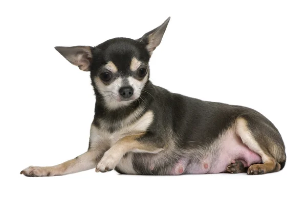 Mãe Chihuahua sentado na frente do fundo branco — Fotografia de Stock