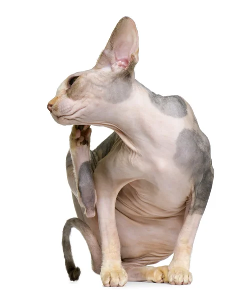 Sphynx cat, 1 year old, itching in front of white background — Stock Photo, Image