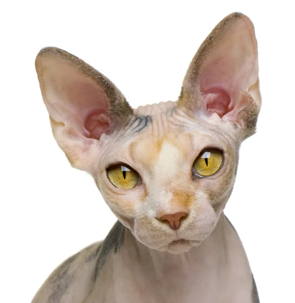 Sphynx cat, 1 year old, in front of white background — Stock Photo, Image