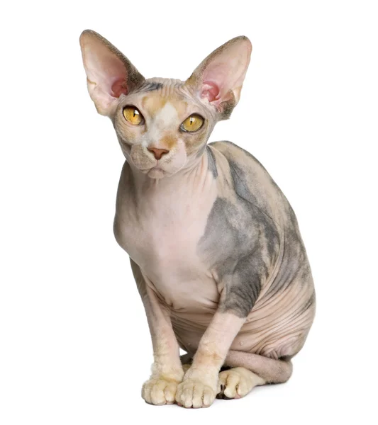 Sphynx cat, 1 year old, sitting in front of white background — Stock Photo, Image