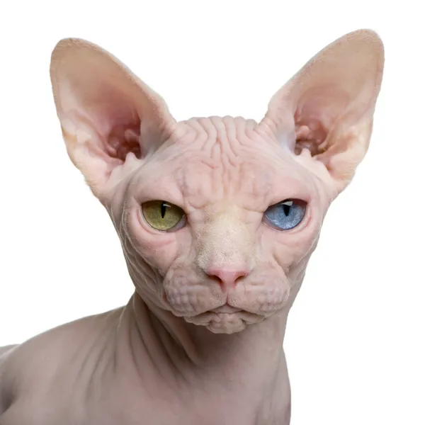 Sphynx kočka, 1 rok stará, před bílým pozadím — Stock fotografie