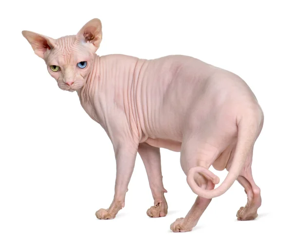 Sphynx kočka, 1 rok starý, stojící před bílým pozadím — Stock fotografie