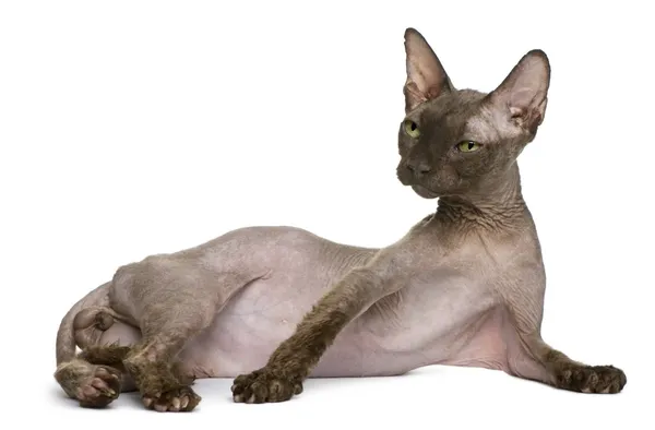 Alte Sphynx-Katze, 12 Jahre alt, vor weißem Hintergrund liegend — Stockfoto