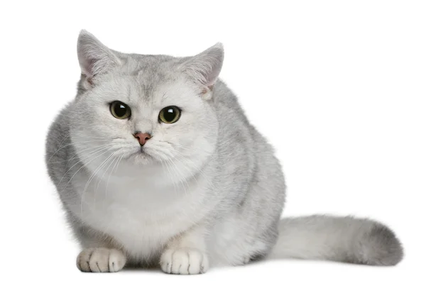 Britská krátkosrstá kočka, 9 měsíců starý, sedí v přední části bílé pozadí — Stock fotografie
