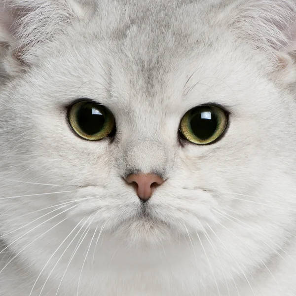 Крупный план британского короткометражного кота, 9 месяцев — стоковое фото