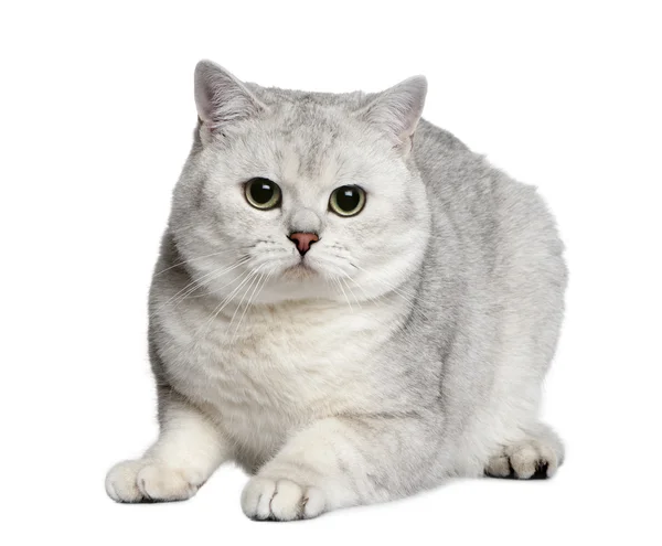 Британська короткошерста кішка, 15 місяців, сидячи перед білий фон — стокове фото