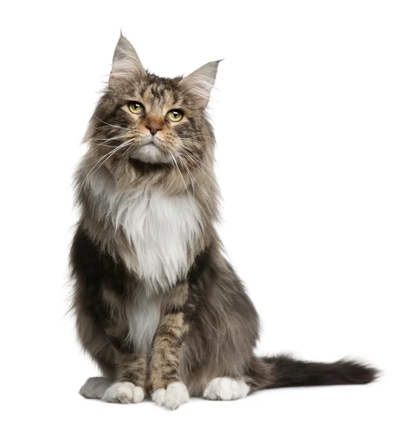 Maine coon, 2 years old, sitting in front of white background — Stock Photo, Image