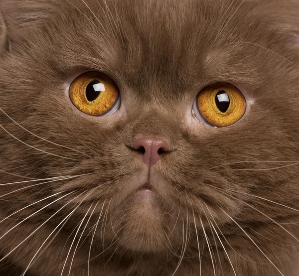Закри Британська короткошерста кішка, 2 років — стокове фото