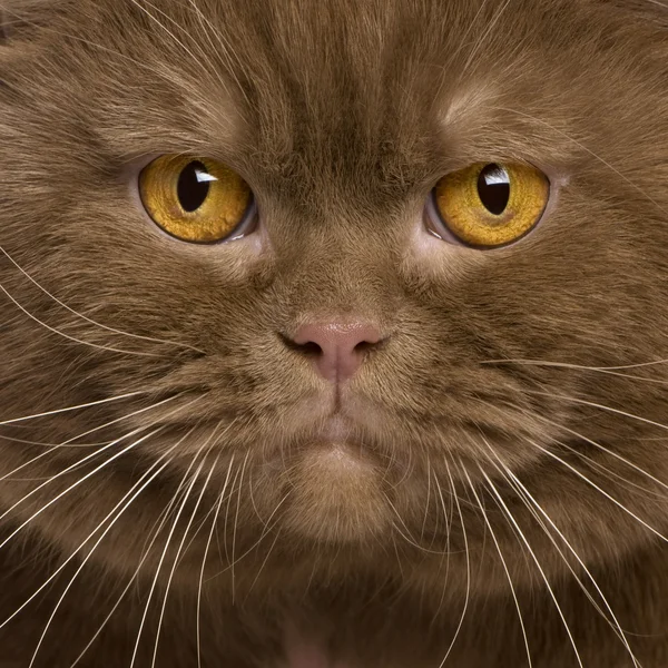 Close-up de gato britânico shorthair, 2 anos — Fotografia de Stock