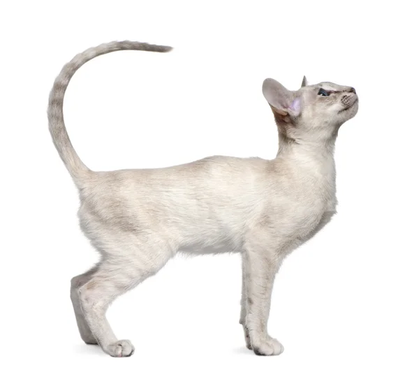 Siamese kitten, 5 months old, standing in front of white background — Stock Photo, Image
