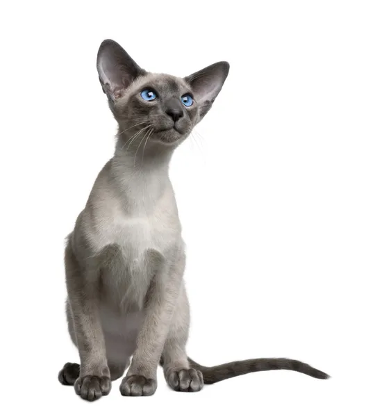 Siamese kitten, 4 months old, sitting in front of white background — Stock Photo, Image