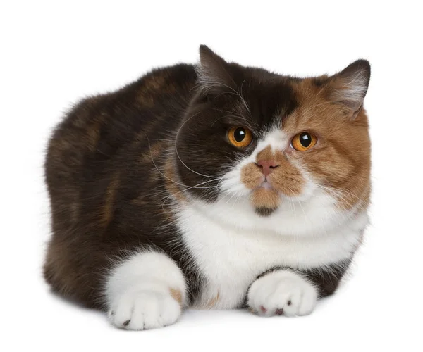 ブリティッシュショートヘアの猫、1 歳、白い背景の前に — ストック写真