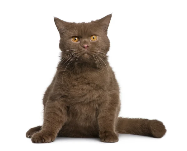 British shorthair cat, 11 months old, sitting in front of white background — Stock Photo, Image