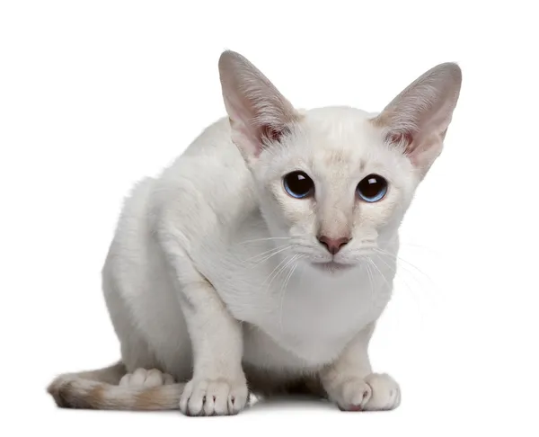 Siamese gatinho, 5 meses, sentado na frente do fundo branco — Fotografia de Stock