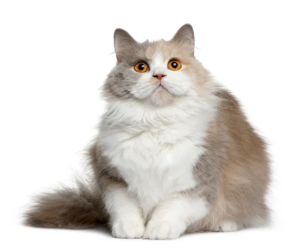 Brytyjski długowłosy kot, 11 miesięcy, siedząc z przodu białe tło — Zdjęcie stockowe