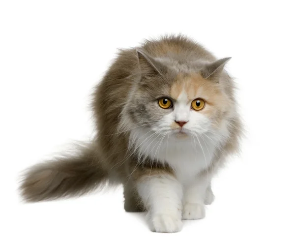 Brytyjski długowłosy kot, 11 miesięcy, chodzenie z przodu białe tło — Zdjęcie stockowe