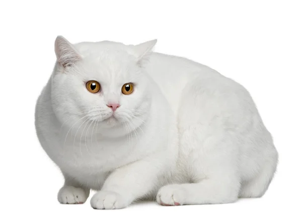 Brits korthaar kat, 15 maanden oud, zitten in de voorkant van witte achtergrond — Stockfoto