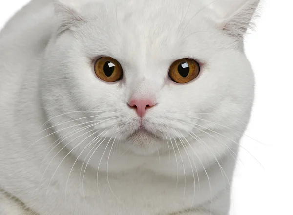 Britanya ile ilgili stenografi kedi, 15 ay yaşlı, beyaz arka plan yakın çekim — Stok fotoğraf