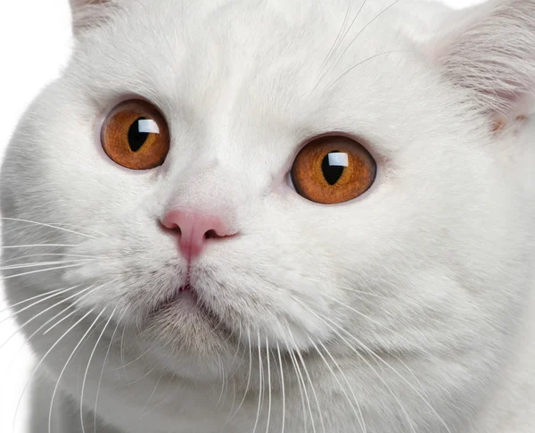Close-up de gato britânico shorthair, 15 meses — Fotografia de Stock