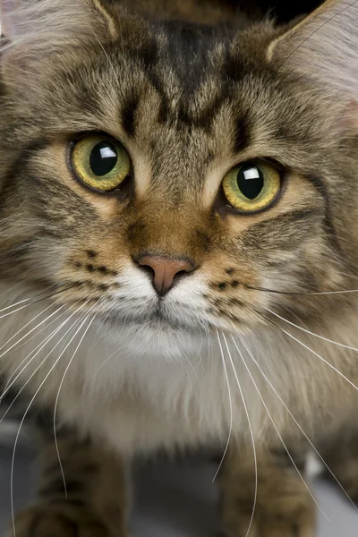 Close-up of Maine coon, 1 year old — Stock Photo, Image