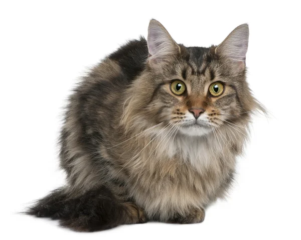 Maine coon, 1 year old, sitting in front of white background — Stock Photo, Image