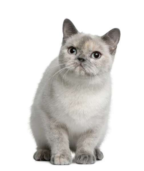 Británico taquigrafía gato, 8 meses de edad, sentado en frente de fondo blanco — Foto de Stock