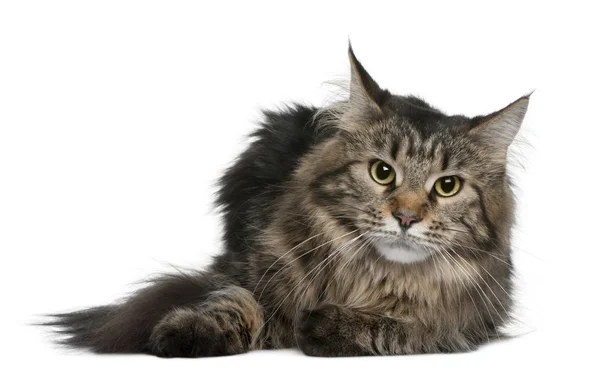 Maine coon, 1 year old, lying in front of white background — Stock Photo, Image