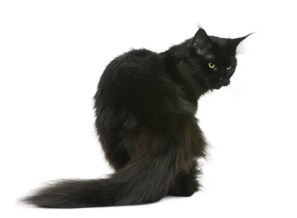Maine coon, 3 years old, sitting in front of white background — Stock Photo, Image