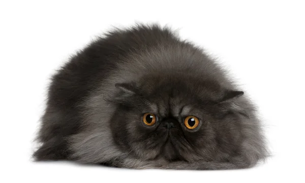 Persian cat, 19 months old, lying in front of white background — Stock Photo, Image