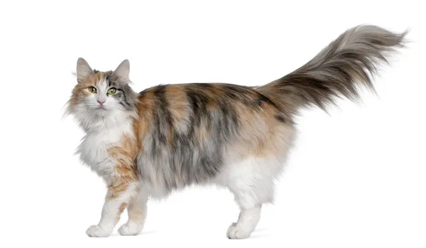 Norwegian Forest Cat, 3 years old, standing in front of white background — Stock Photo, Image