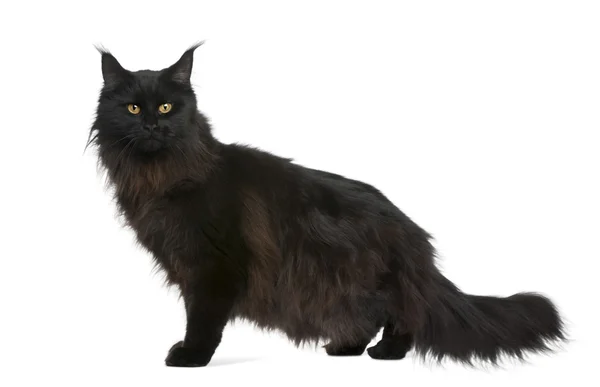 Maine coon, 21 months old, in front of white background — Stock Photo, Image