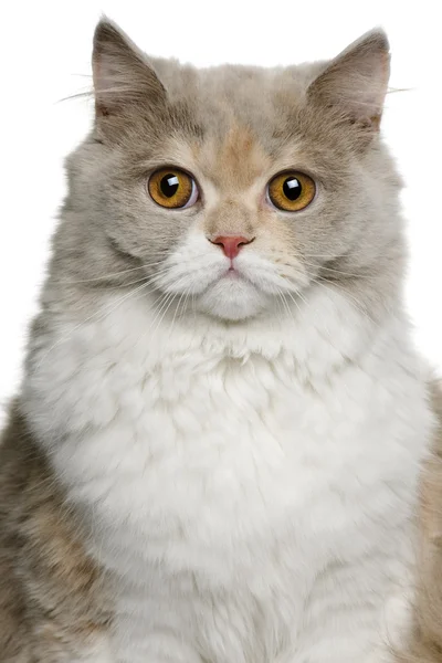 Britânico longhair cat, 8 meses, na frente de fundo branco — Fotografia de Stock