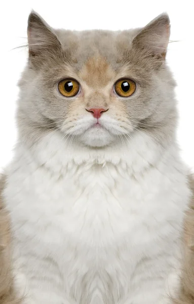 Britská dlouhosrstá kočka, 8 měsíců stará, před bílým pozadím — Stock fotografie