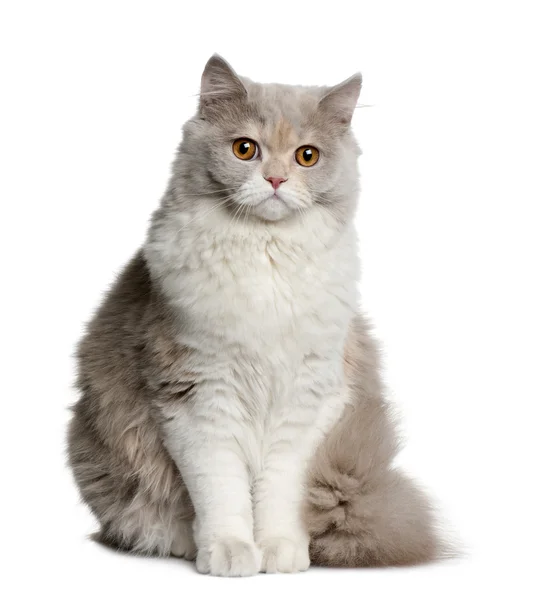 Britská dlouhosrstá kočka, 8 měsíců starý, sedí v přední části bílé pozadí — Stock fotografie