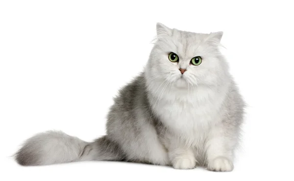 British longhair cat, 3 anni, seduta davanti a uno sfondo bianco — Foto Stock