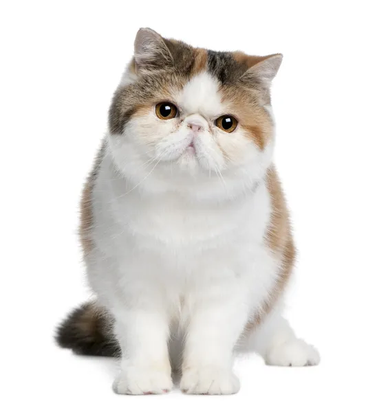 Exotic shorthair cat, 8 months old, sitting in front of white background — Stock Photo, Image